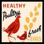 poultry poultry